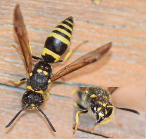 Réf. 292 042 : Ancistrocerus nigricornis